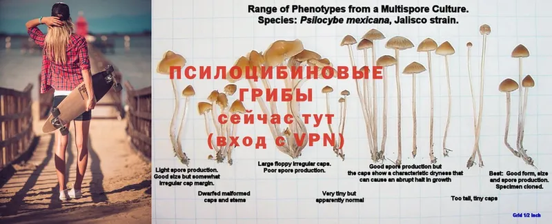 Псилоцибиновые грибы Cubensis  Ростов 